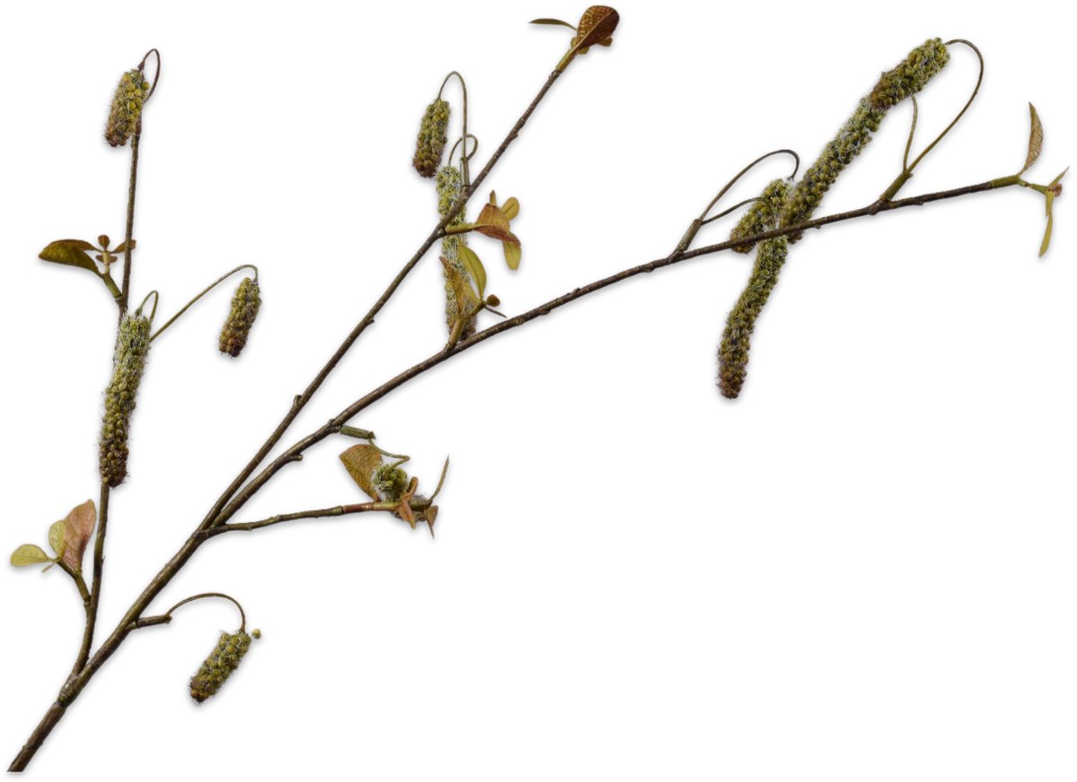 Silk-ka Kunsttak - alnus - groen - H81 cm - 2 stuks
