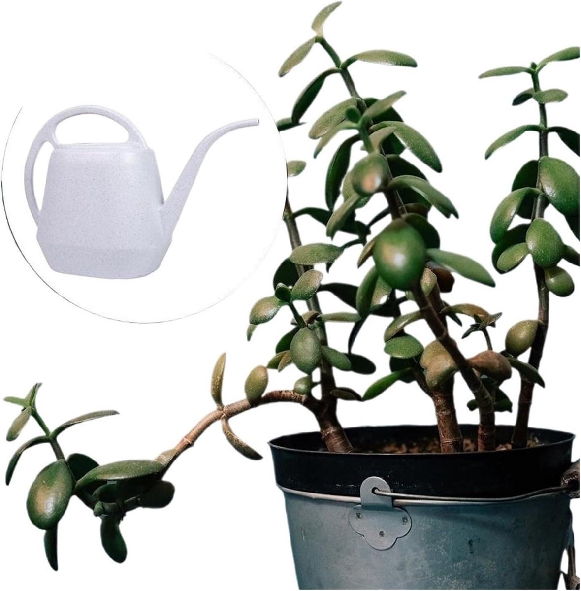 Gieter Kunststof - Lange tuit - Planten water geven - Lichtgewicht ontwerp - Niet gespecificeerd - Niet gespecificeerd