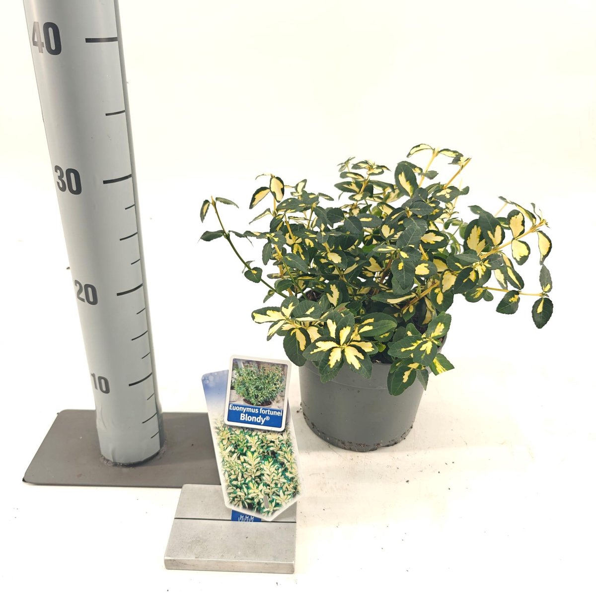 Euonymus fort. 'Blondy'® - Kardinaalshoed | 20-25 cm in pot