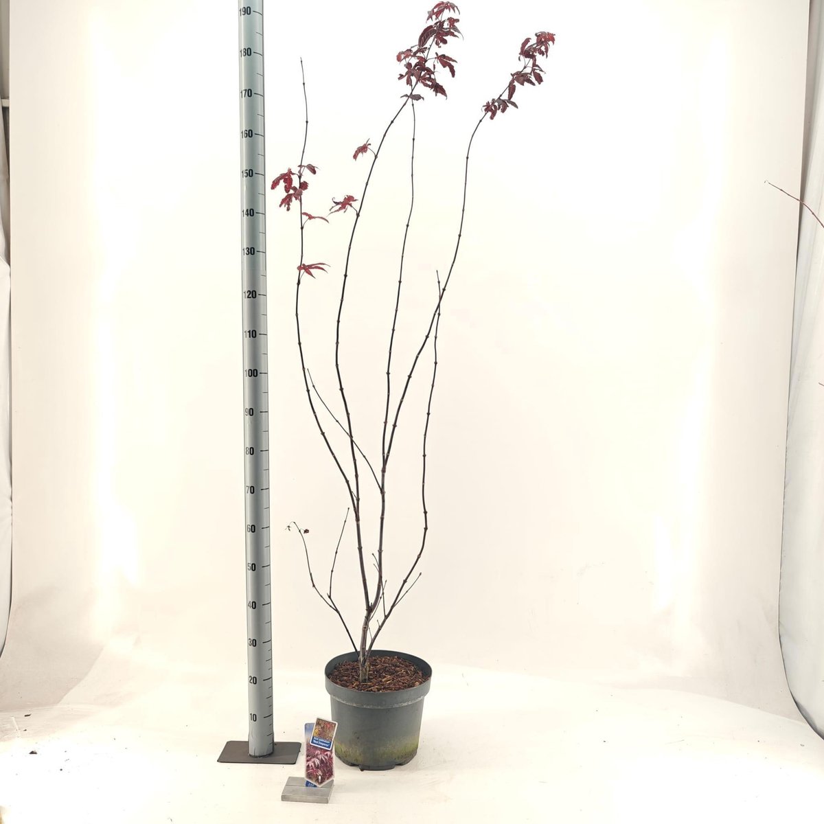 Acer pal. 'Red Emperor' - Japanse Esdoorn | 100-110 cm in pot