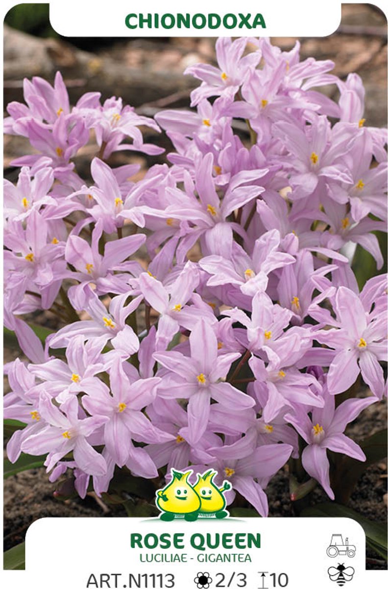 50 Bollen Chionodoxa Rose Queen maat 5/+