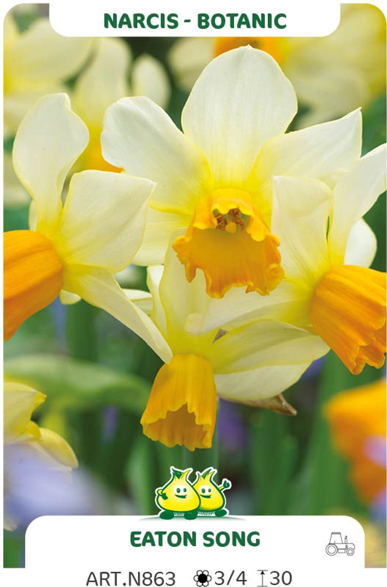 20 Bollen Botanische Narcis Eaton Song maat 12/+
