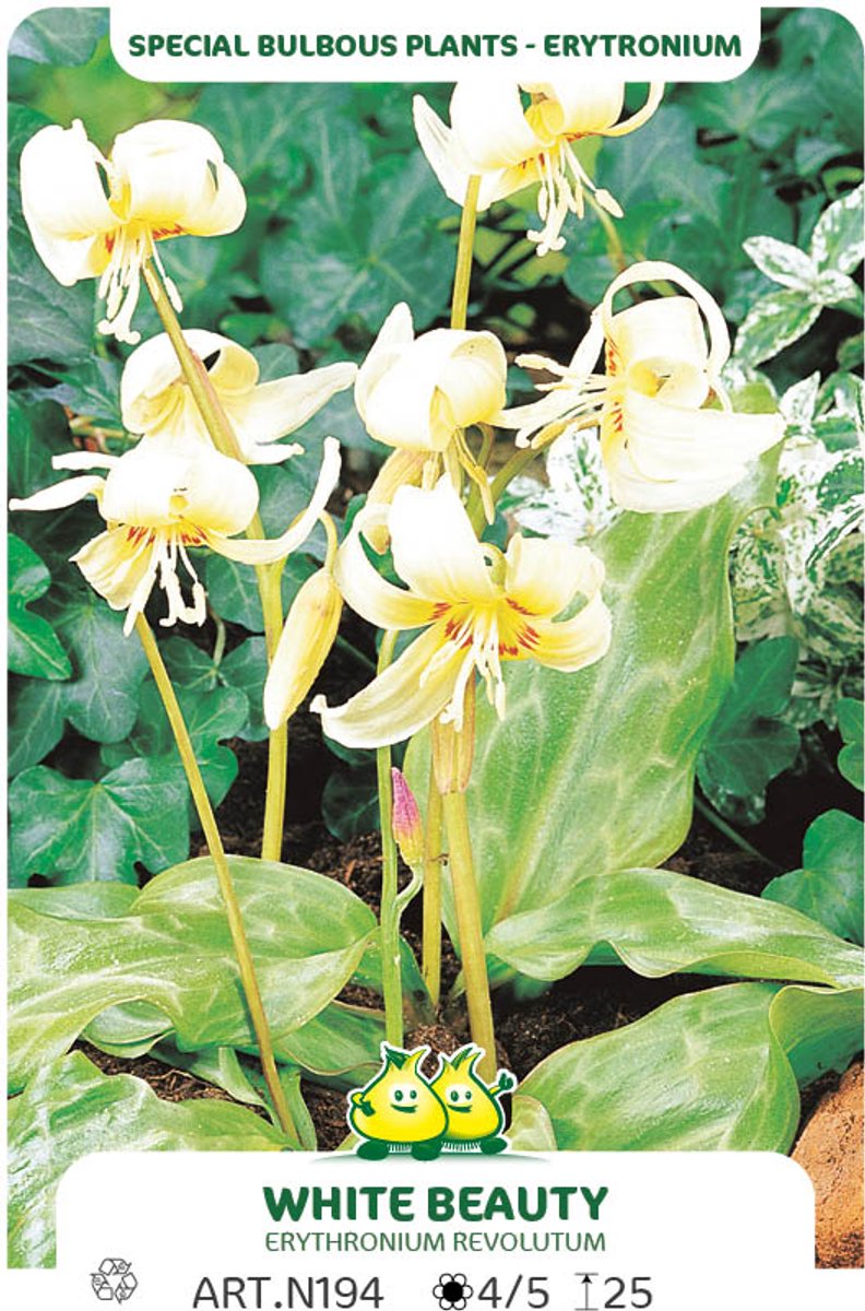 5 Bollen Erytronium White Beauty maat I