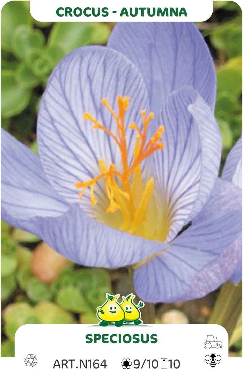 50 Bollen Herfstbloeiende Crocus Speciosus maat 6/+