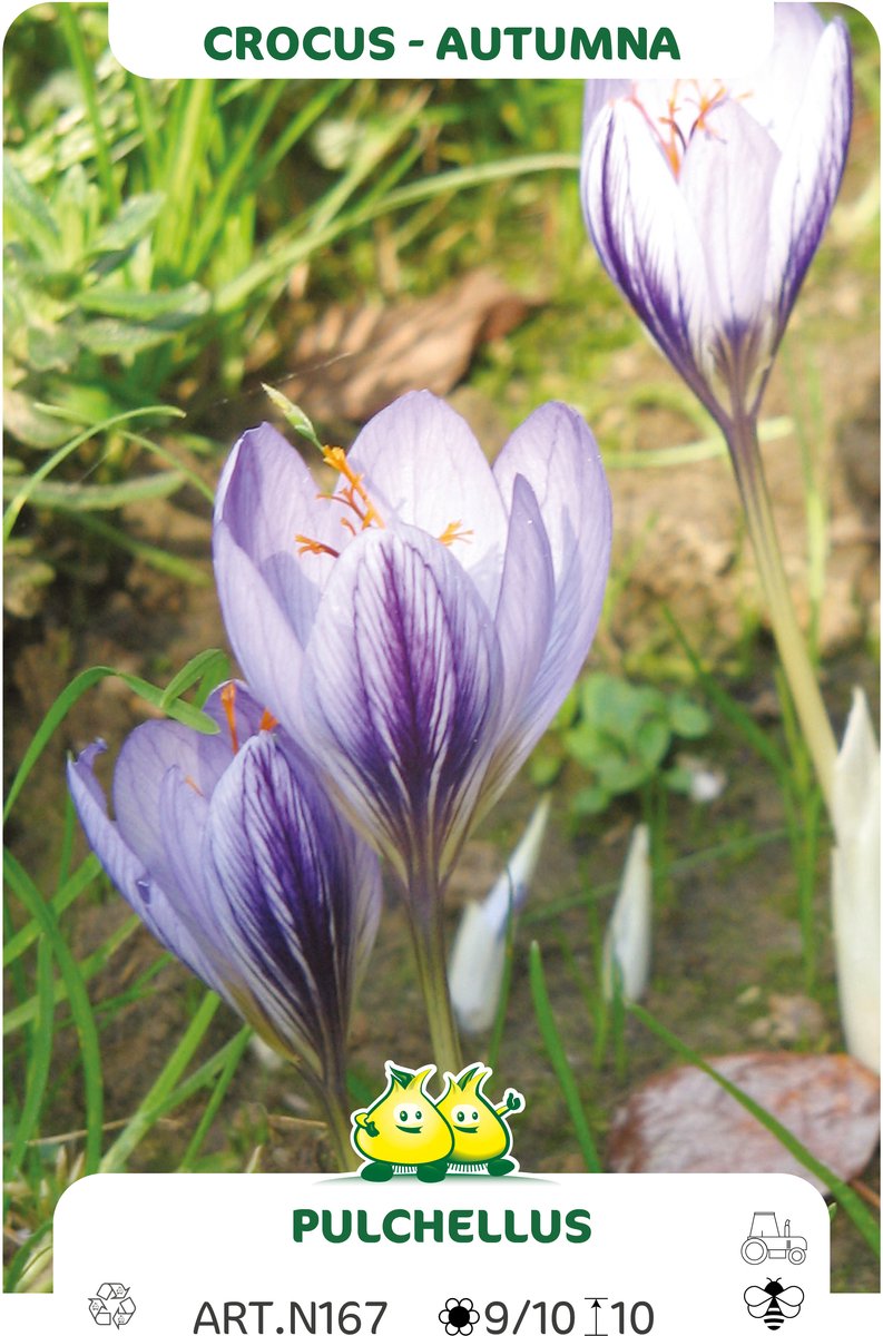 40 Bollen Herfstbloeiende crocus Pulchellus maat 6/+