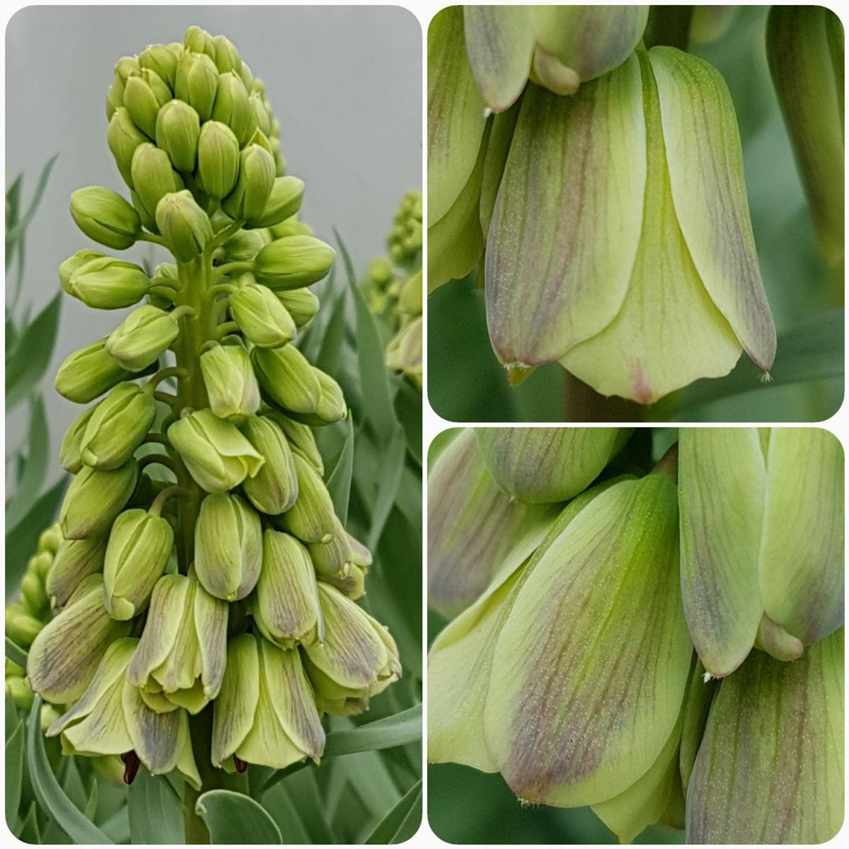 3 Bollen Fritillaria Magic Bells maat 20/+