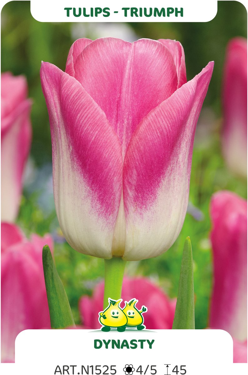 25 Bollen Triumph Tulpen Dynasty maat 12/+