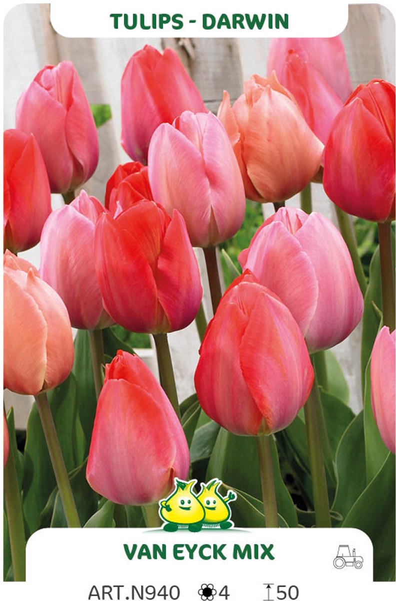 25 Bollen Darwin Tulpen Van Eyck Mix maat 12/+