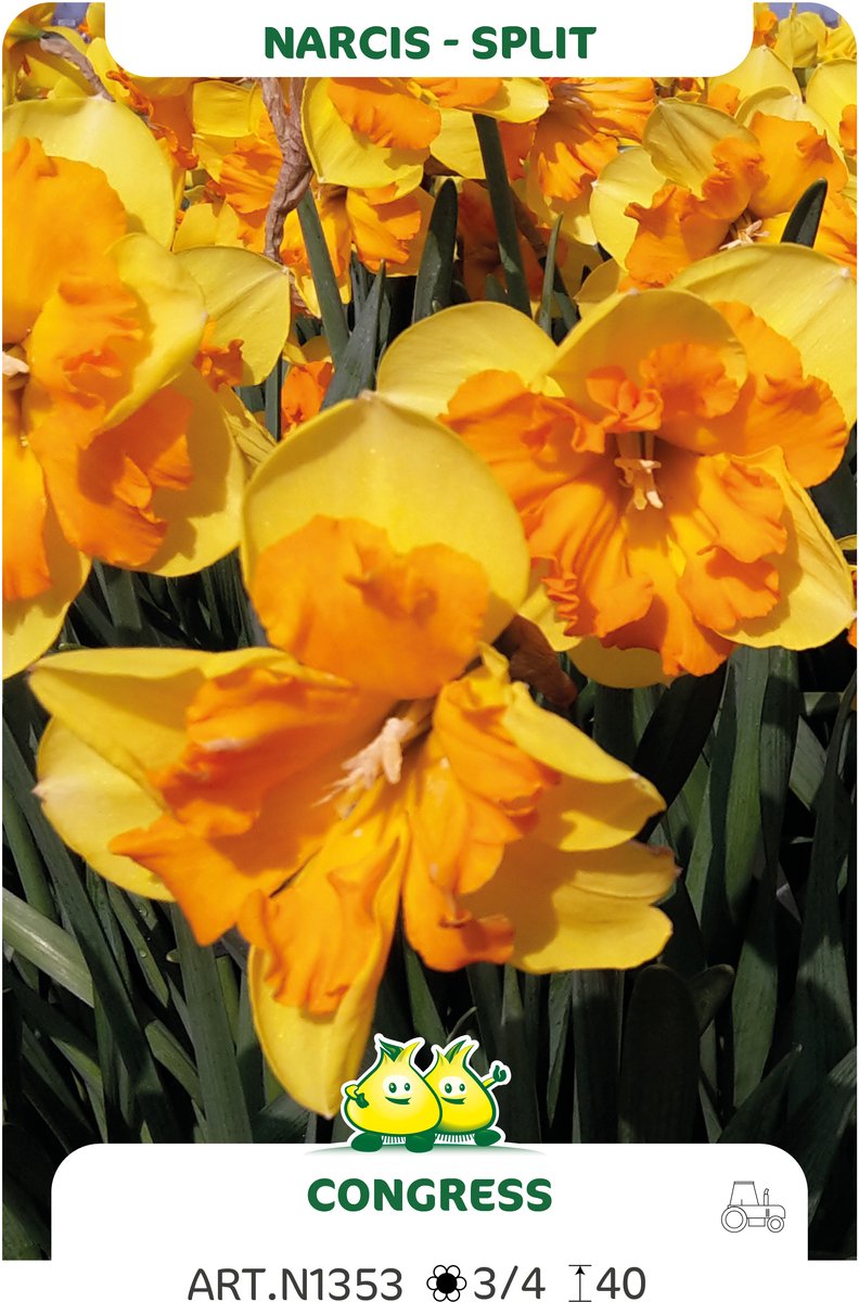 20 Bollen Split Narcis Congress maat 12/14