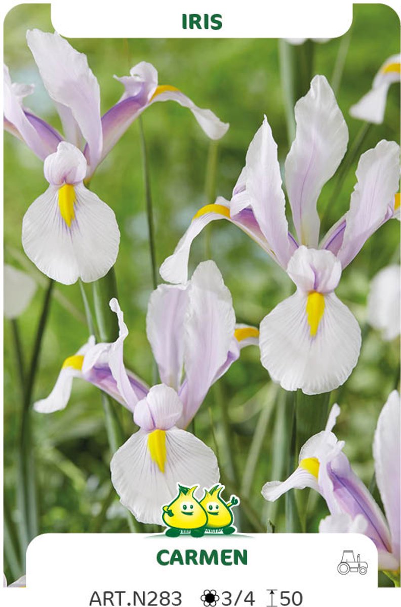 50 Bollen Iris Carmen maat 7/+