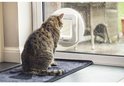 Cyperse kat op een mat bij een raam, kijkt naar het witte microchip kattenluik.