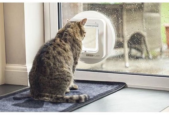 Cyperse kat op een mat bij een raam, kijkt naar het witte microchip kattenluik.