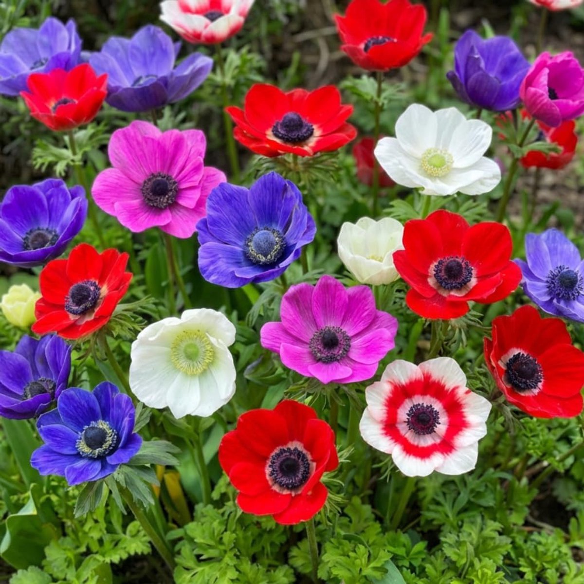 SnelShoppen - Anemonenbollen De Caen Mix - 50 Meerjarige en Winterharde Bloembollen - Perfect voor Potten, Balkons en Tuinen - Sterke Planten, Geen Za