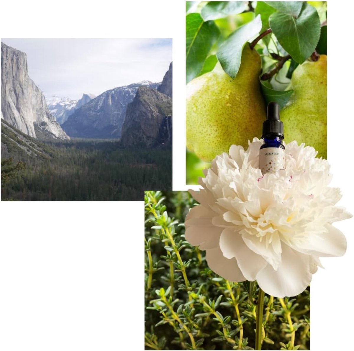 SnelShoppen - Mint & Thyme Geuroliën 15ml - Home Fragrance - Geschikt voor Aroma Diffusers - Verfrissende Theegeur met Tijm, Munt, Amber en Muskus - P