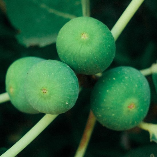 Vijgenboom - Fruitplant Vaste Plant - Fruit Kweken - Twee Jaar Gekweekt - Max 170 cm - Groen — afbeelding 4
