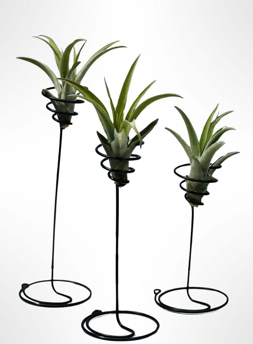 Luchtplanten Set - Tillandsia Decoratie - Woonkamer Aankleden - Handgemaakt Uniek - 3 stuks - Groen/Zwart