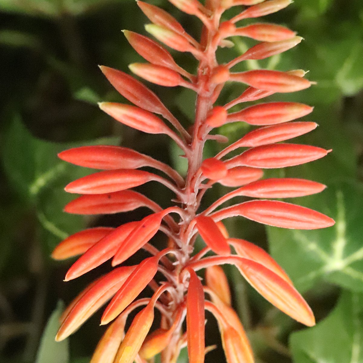 Aloe Vera kunstplant 30cm rood in kweekpot