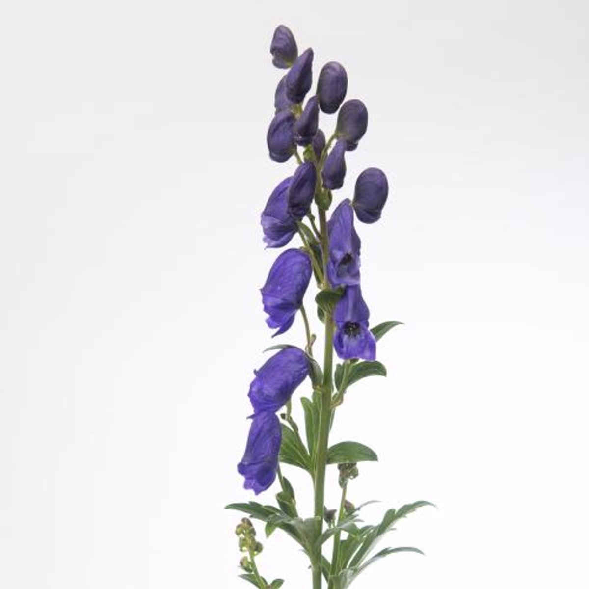 5x Aconitum arendsii 80cm