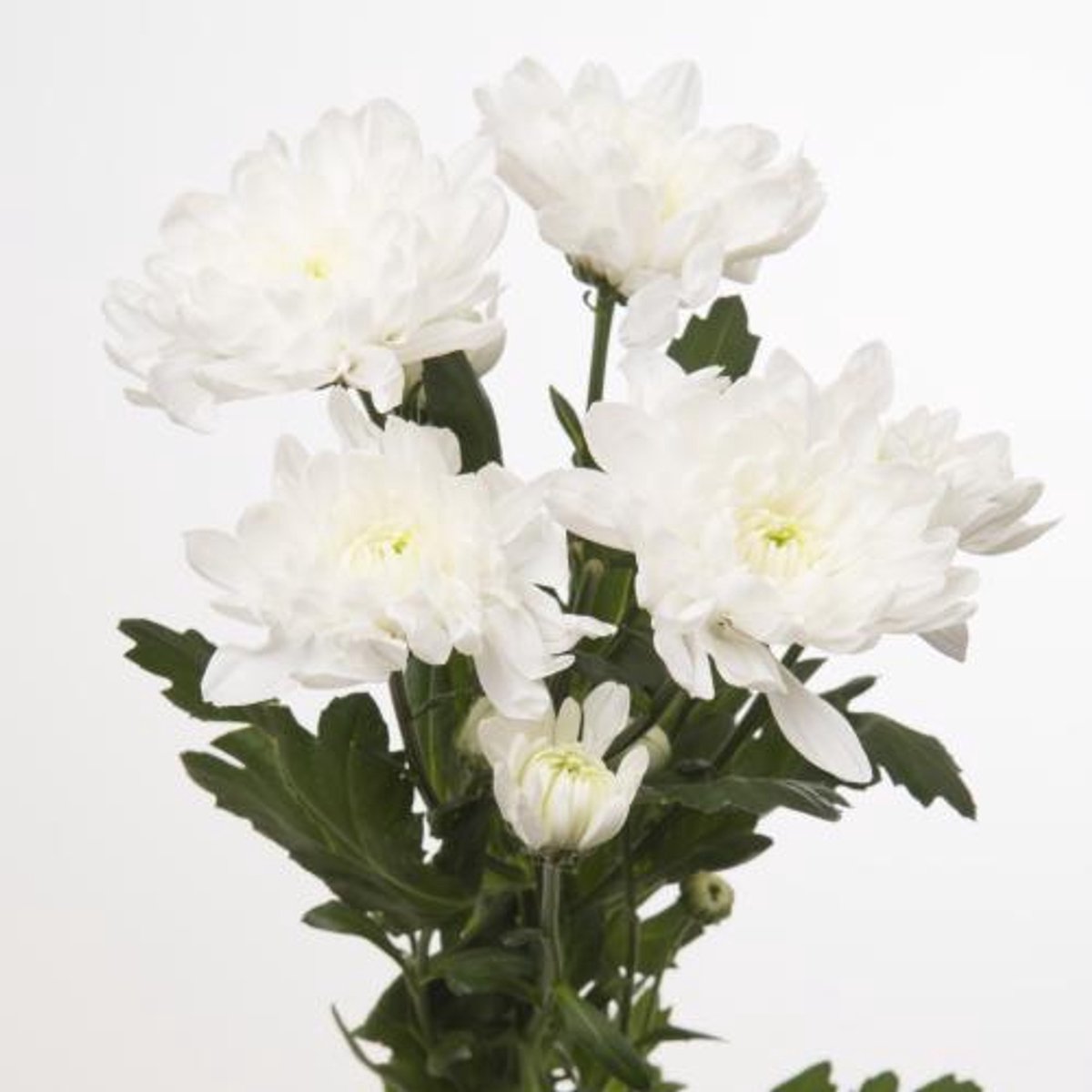 10x Chrysant baltica 70cm