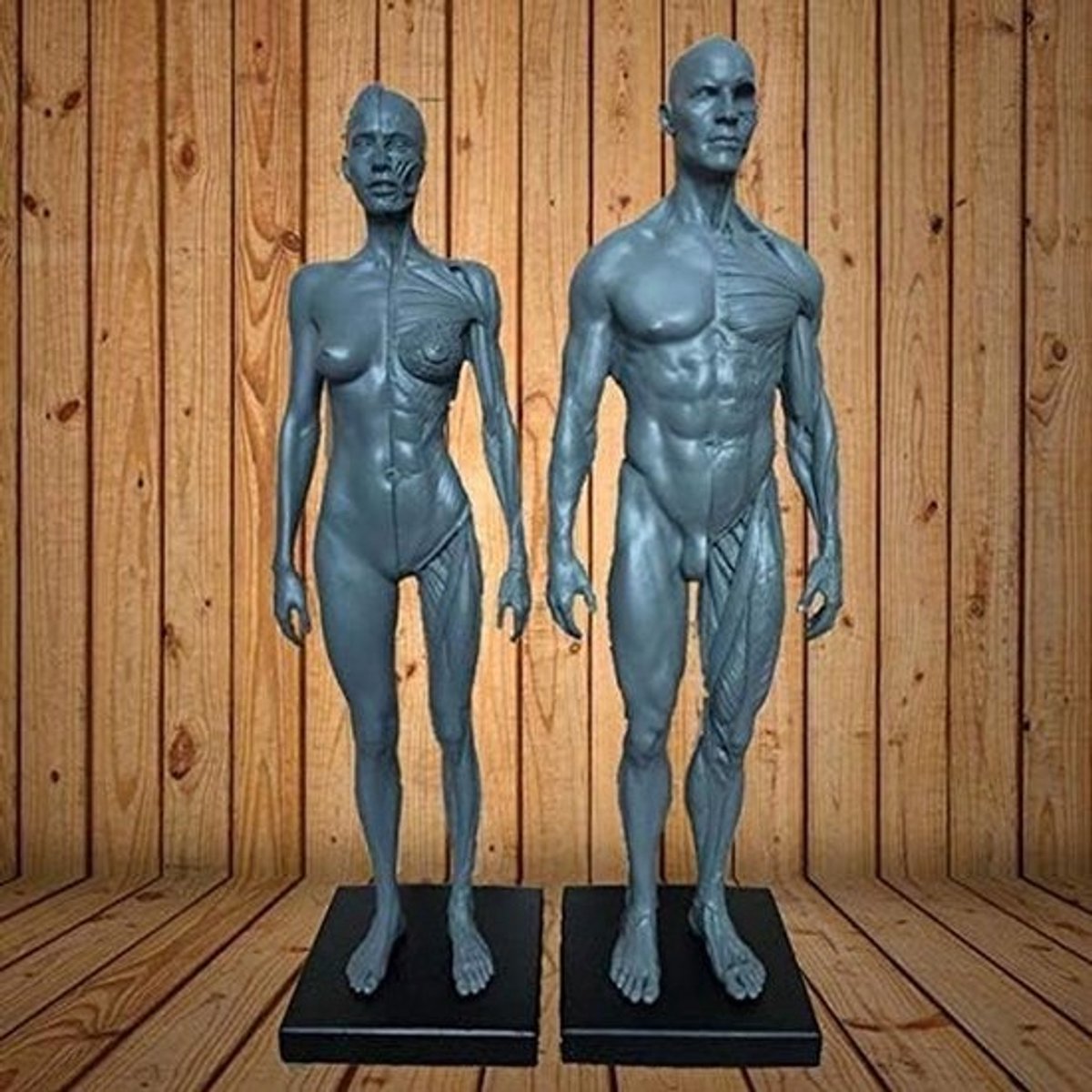 Anatomisch Model Menselijk Lichaam 30cm - Ecorche & Huid Inclusief Mannelijk en Vrouwelijk Figuur
