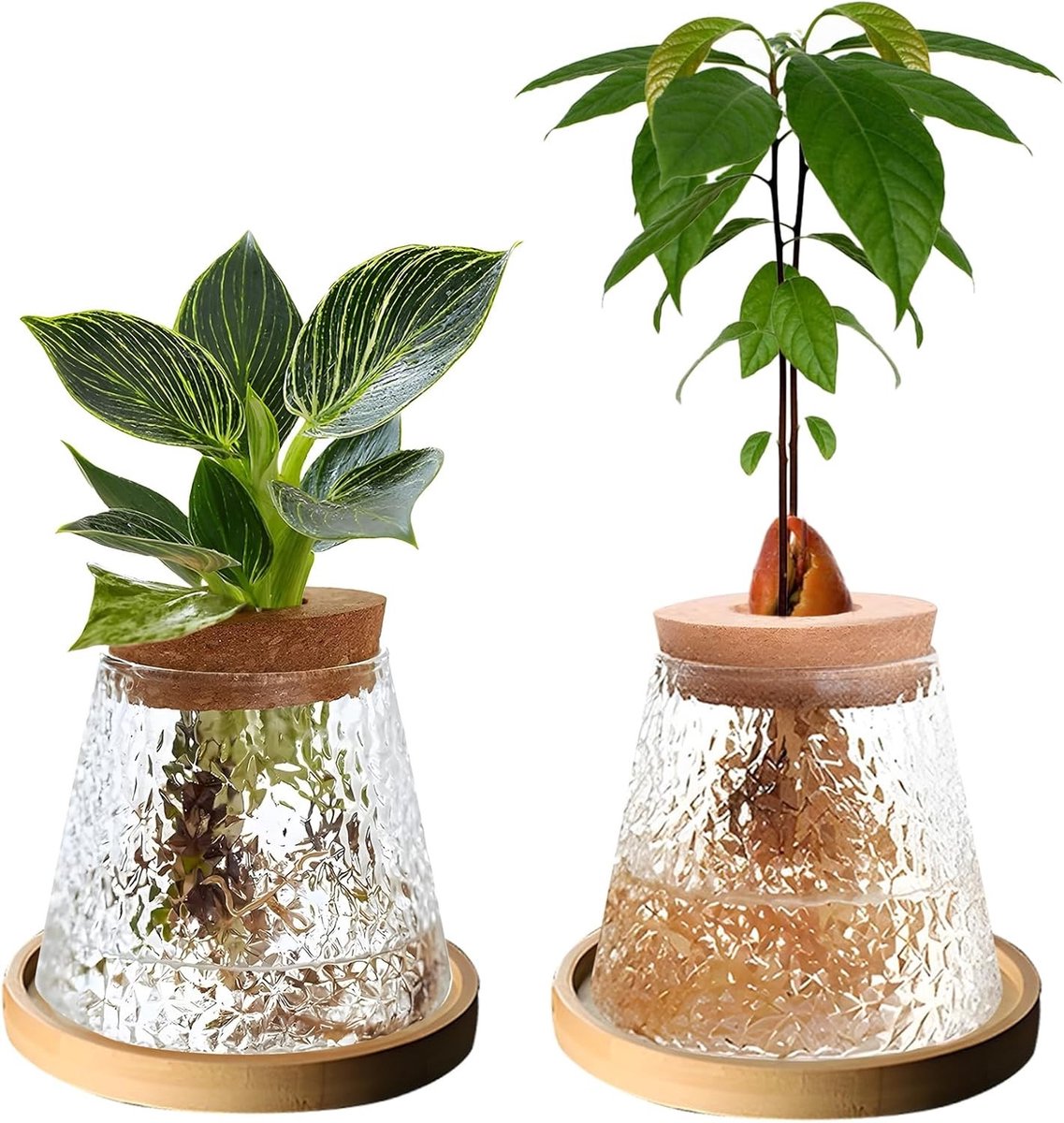 Set van 2 Plant Terrariums voor Hydrocultuur, Duidelijk Glazen Plantenpot met Houten Deksel en Bamboe Stand voor Thuis en Kantoor Decoratie