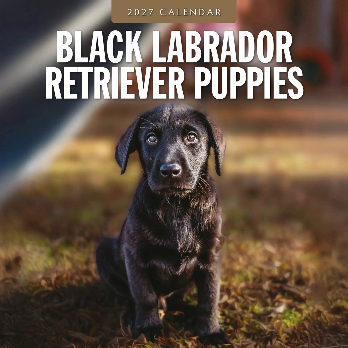 Labrador Retriever Zwart Puppies Kalender 2027