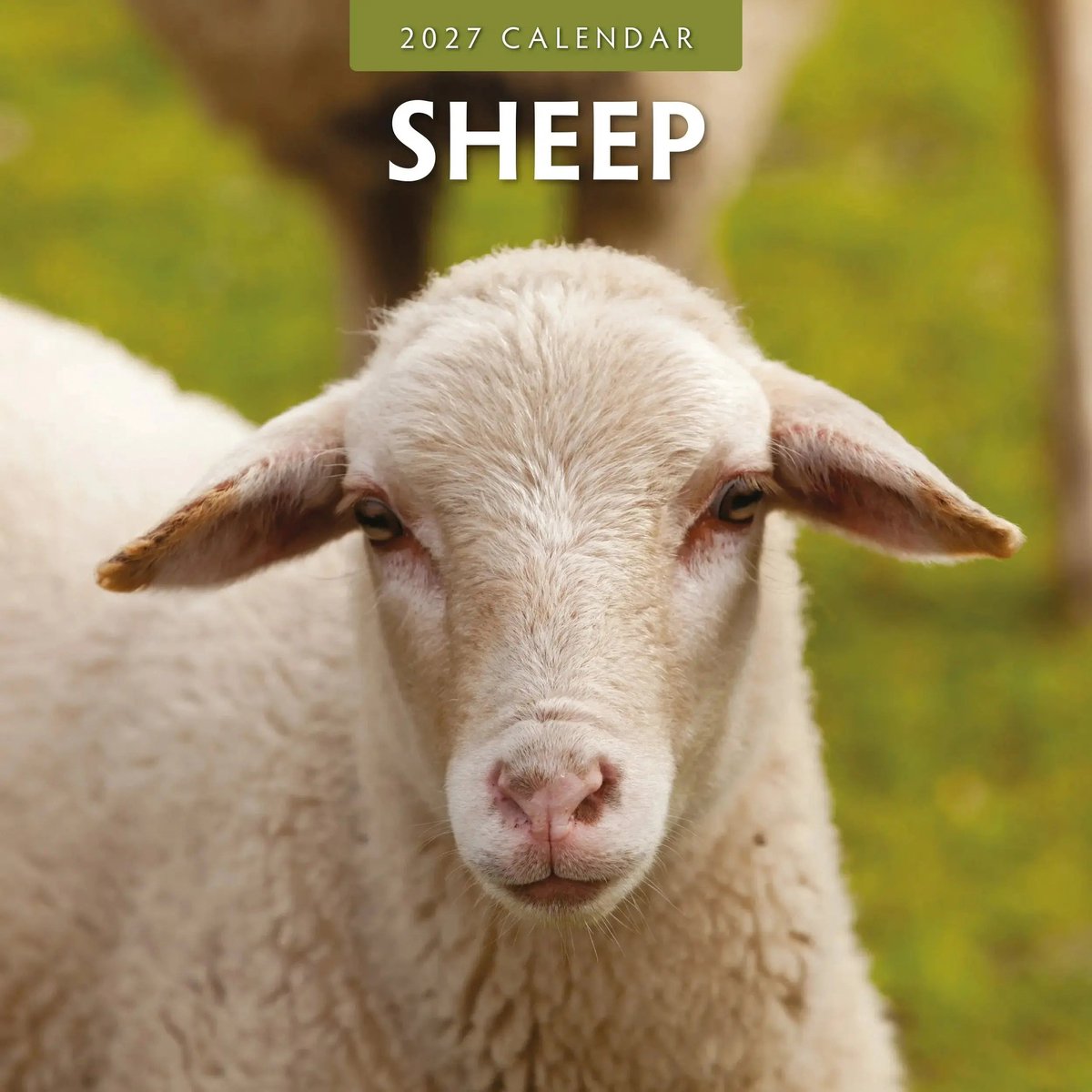 Schapen Kalender 2027