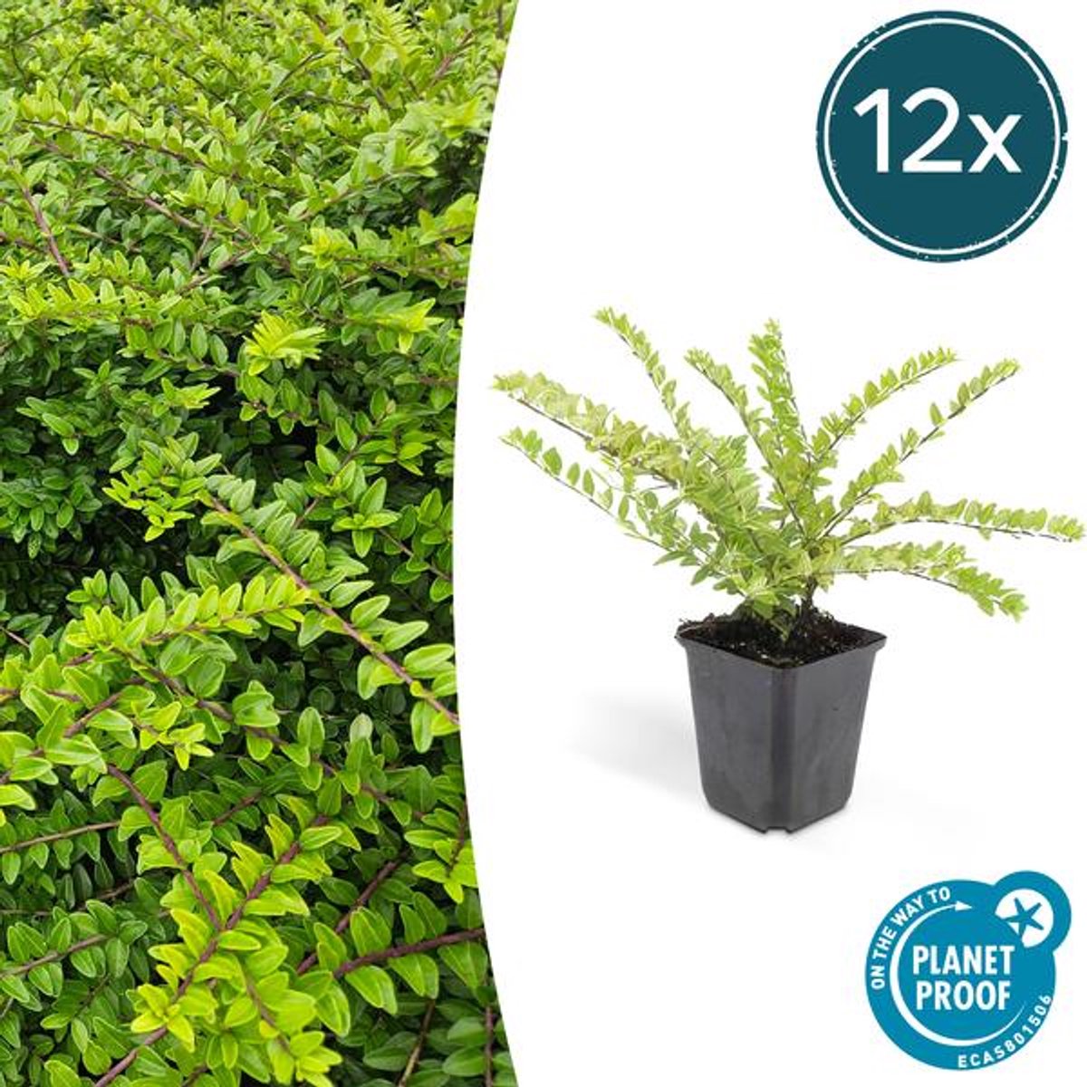 12x Lonicera nit. 'Maigrün' - 10-25cm - Ø9cm