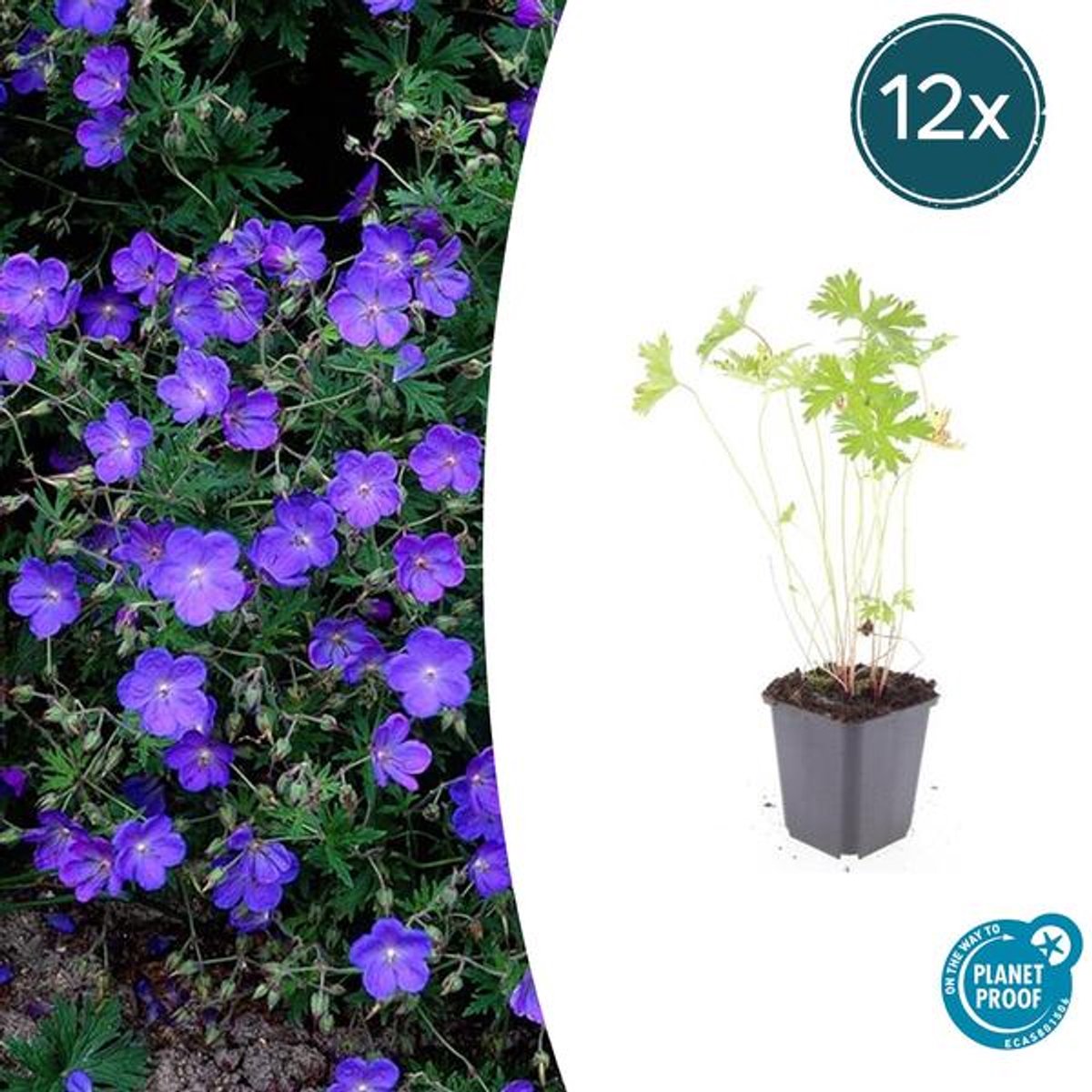 12x Geranium 'Johnson's Blue' - 10-25cm - Ø9cm