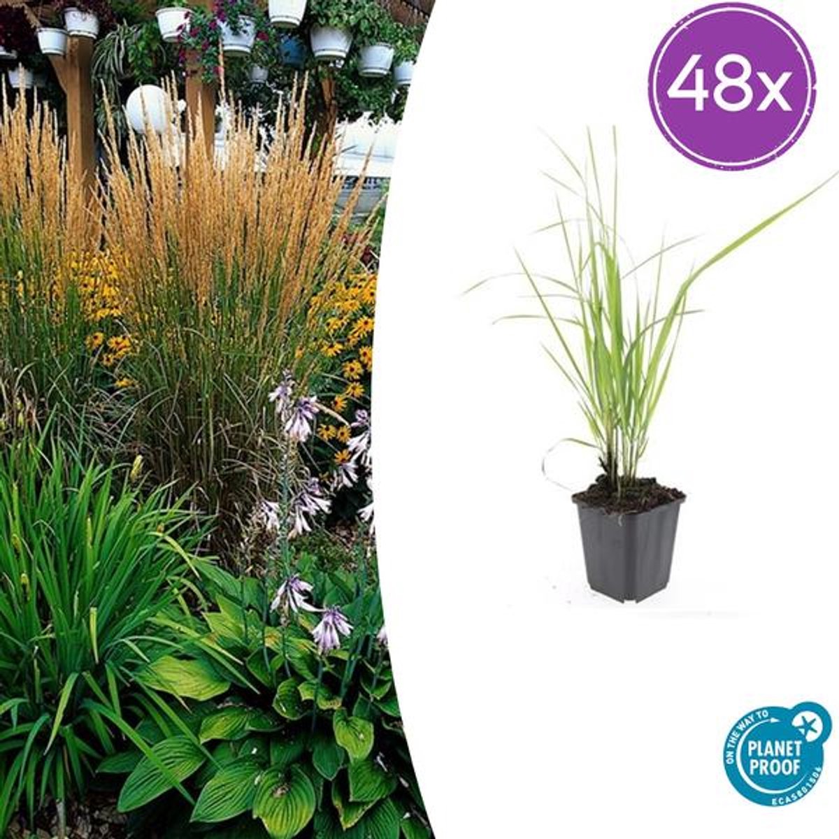 48x Calamagrostis acut. 'Karl Foerster' - 10-25cm - Ø9cm