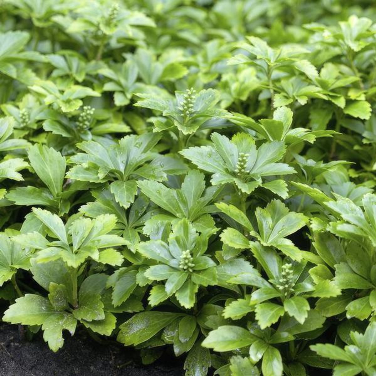 24x Pachysandra term. 'Green Carpet' - 10-25cm - Ø9cm