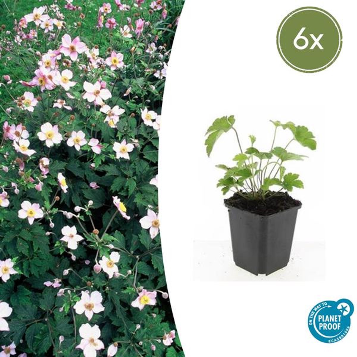 6x Anemone tom. 'Robustissima' - 10-25cm - Ø9cm