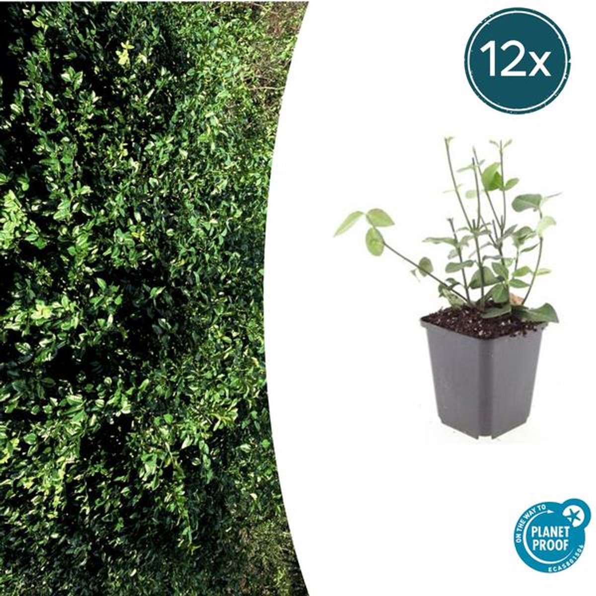 12x Euonymus fort. 'Coloratus' - 10-25cm - Ø9cm