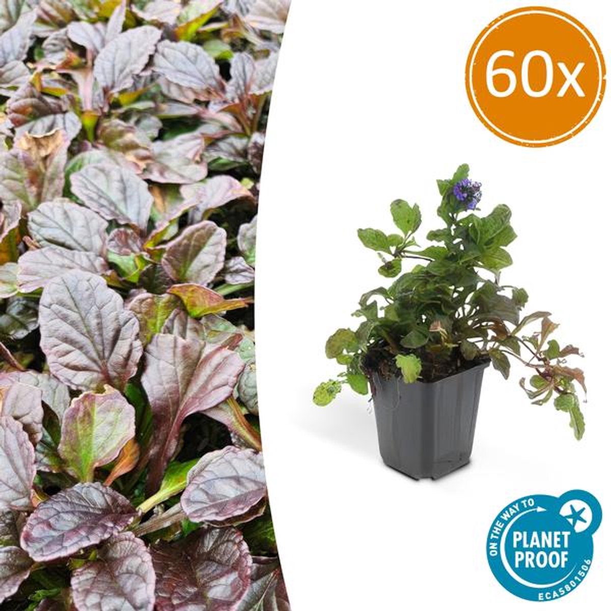 60x Ajuga reptans - 10-25cm - Ø9cm