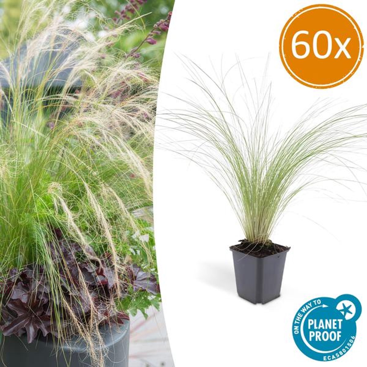 60x Stipa tenuissima 'Ponytails' - 10-25cm - Ø9cm