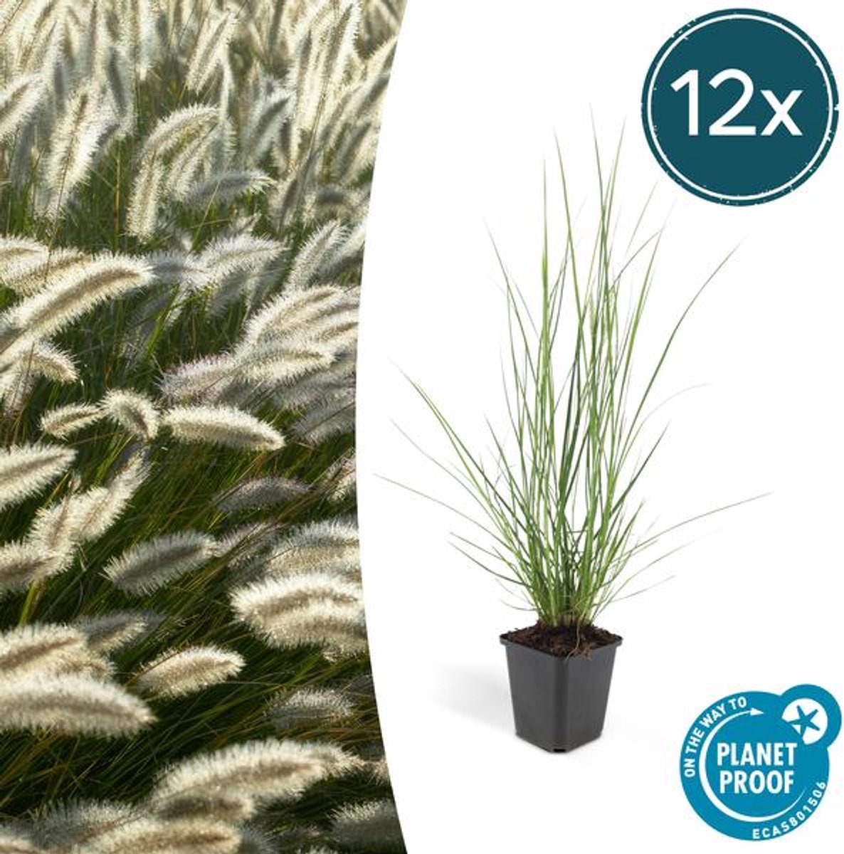 12x Pennisetum alopecuroides 'Hameln' - 10-25cm - Ø9cm