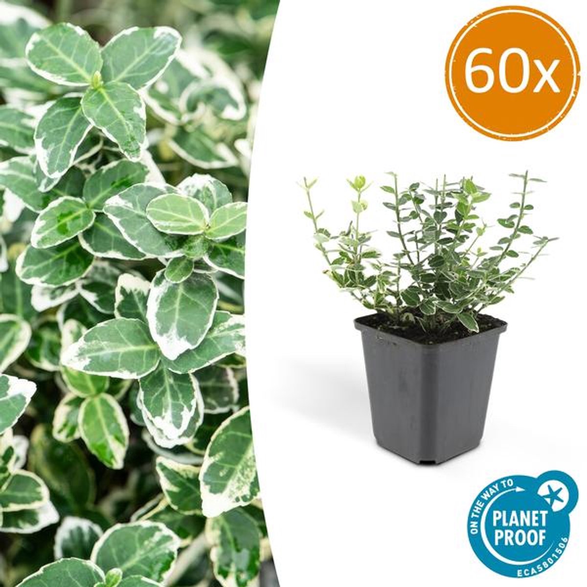 60x Euonymus fort. 'Emerald Gaiety' - 10-25cm - Ø9cm