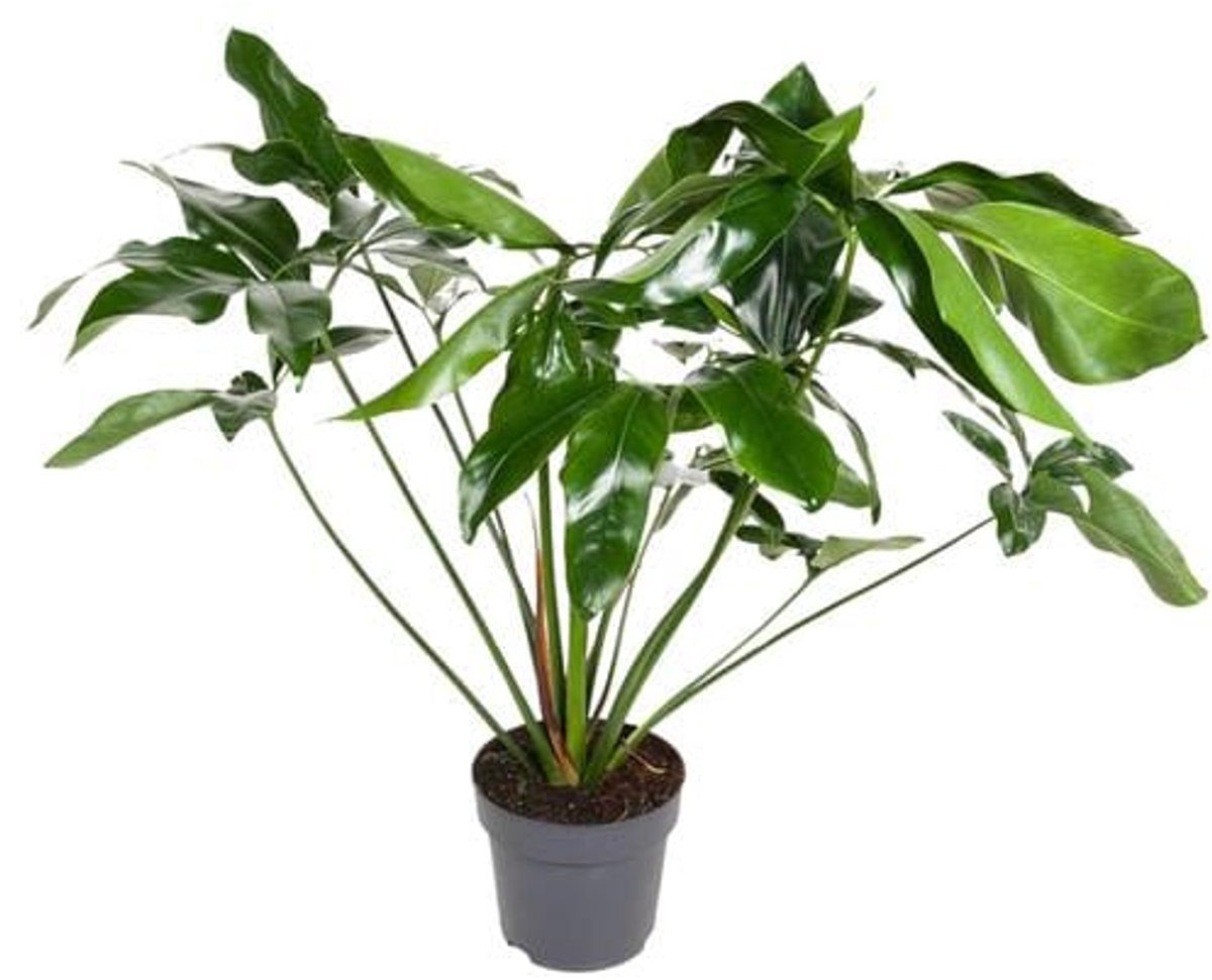 Philodendron Green Wonder - Ø24cm - 100cm