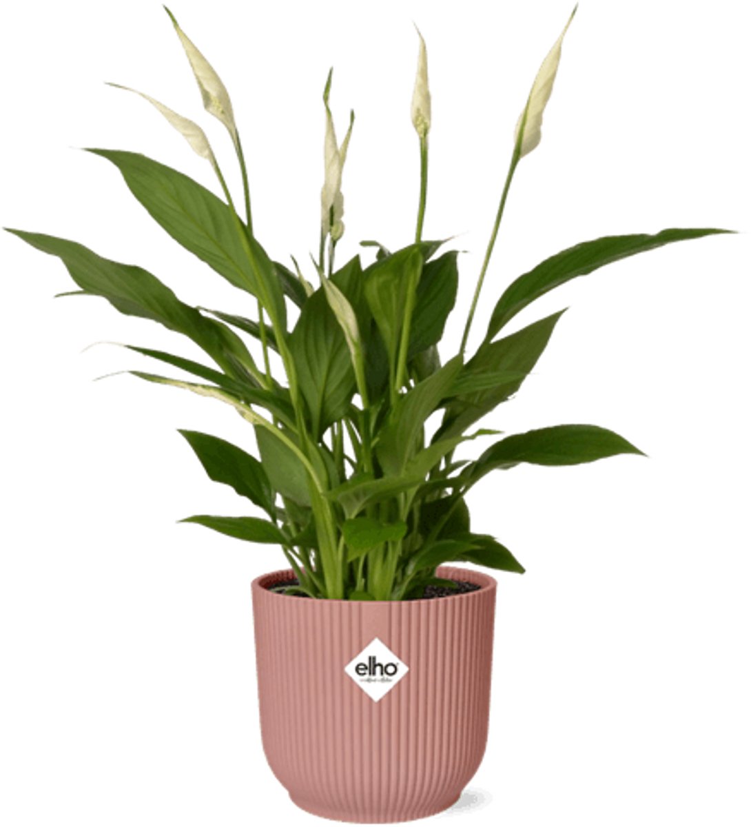 Spathiphyllum 12 Cm Torelli in ELHO Vibes Fold 14cm roze
