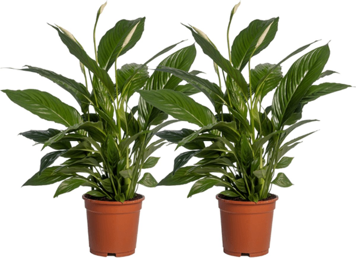 Spathiphyllum Vivaldi - 2 stuks - Ø17cm - 70cm