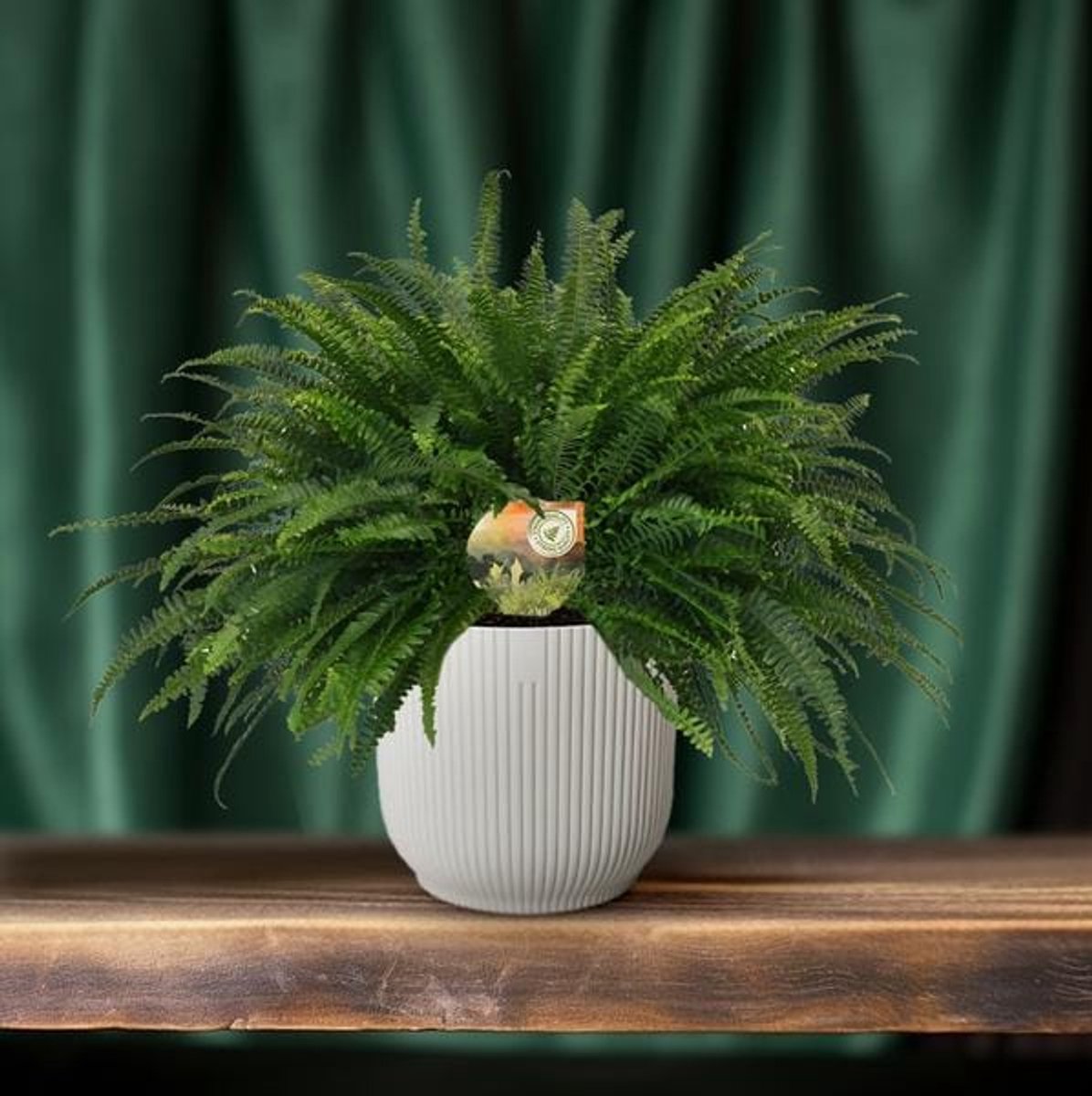 Nephrolepis Green Lady - Ø19cm - 60cm