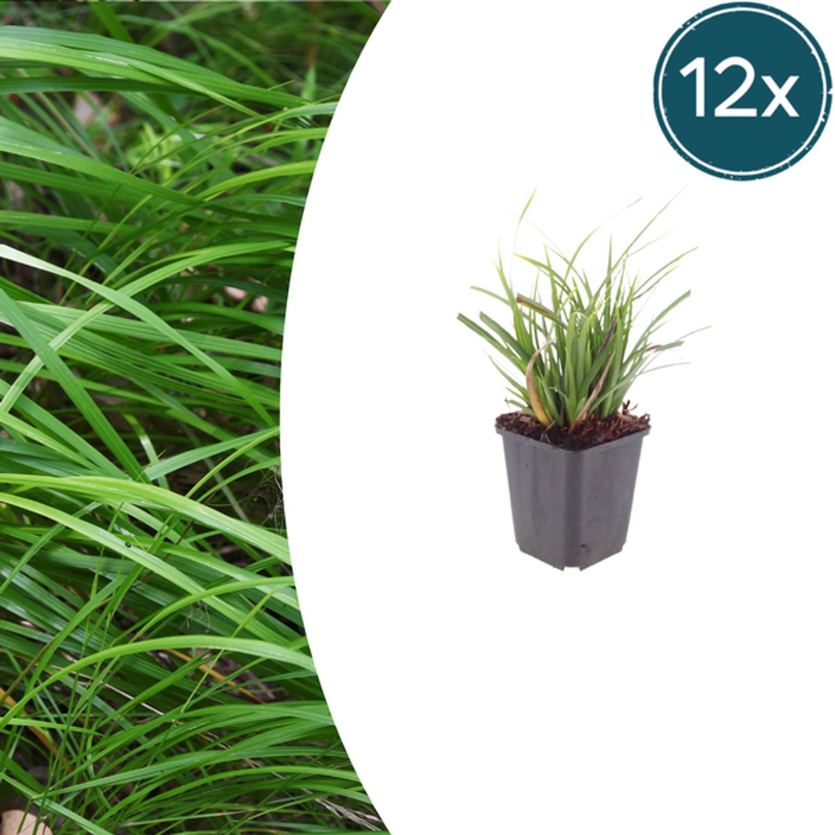 12x Carex morrowii - 10-25cm - Ø9cm