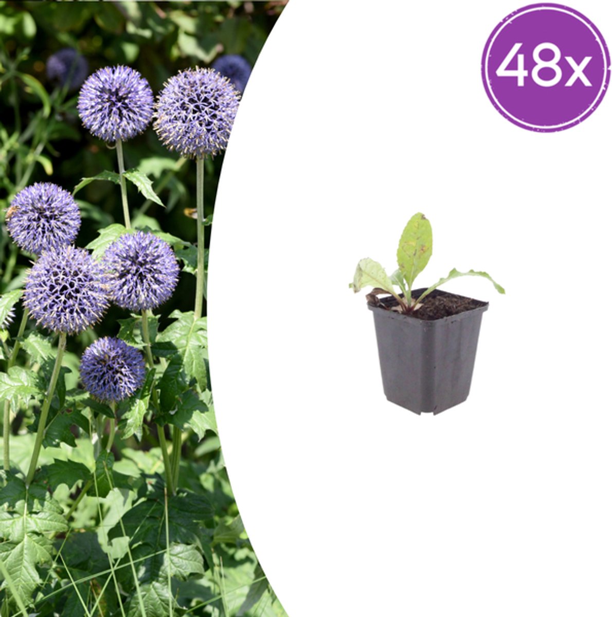 48x Echinops ritro - 10-25cm - Ø9cm