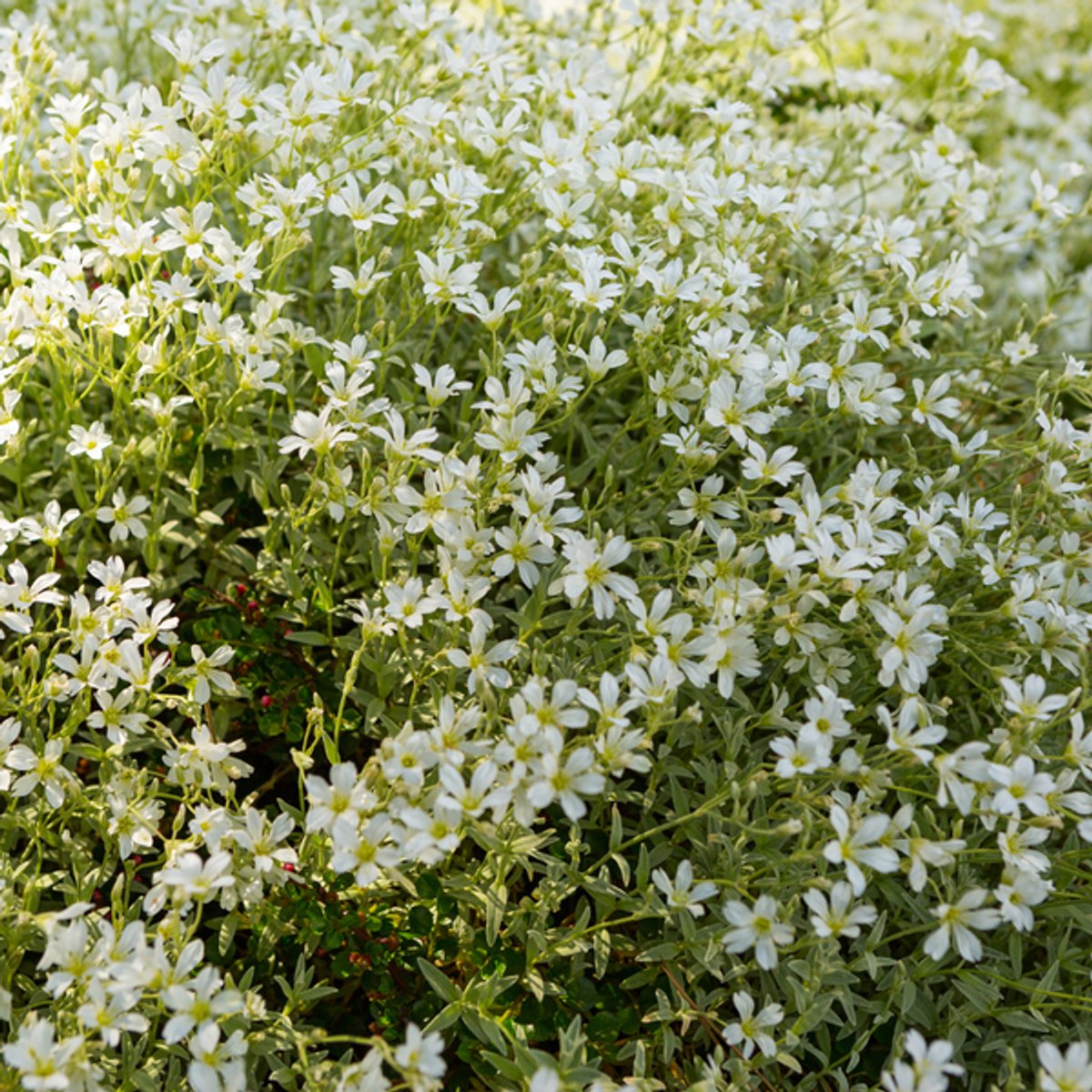 60x Cerastium tomentosum - 10-25cm - Ø9cm