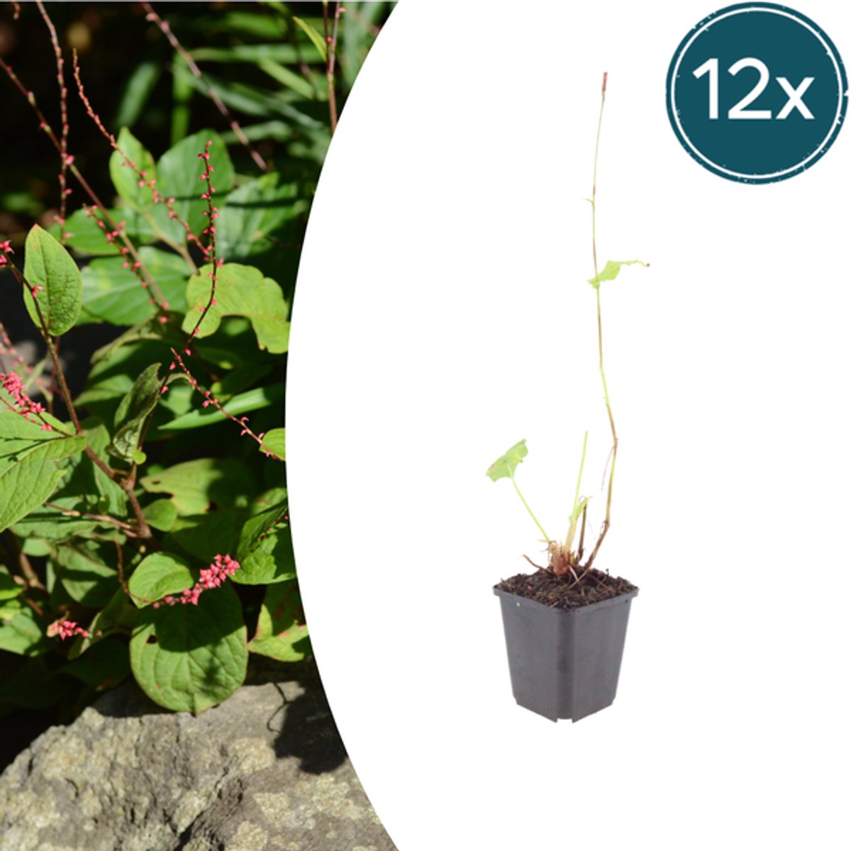 12x Persicaria a. 'Speciosa' - 10-25cm - Ø9cm