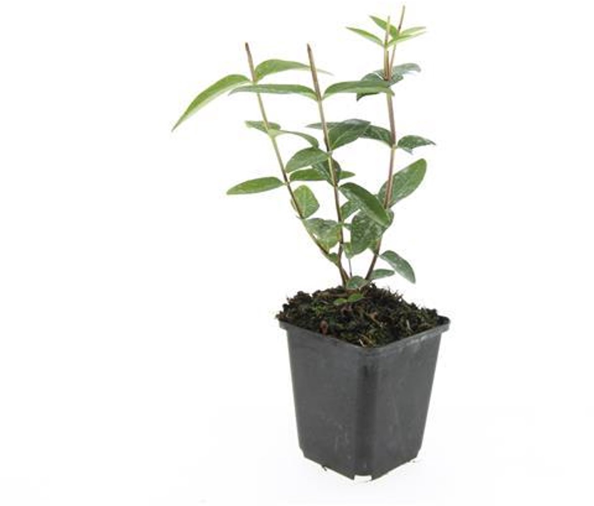 48x Hypericum inodorum 'Rheingold' - 10-25cm - Ø9cm