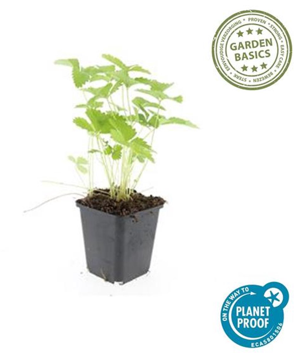 24x Fragaria vesca - 10-25cm - Ø9cm