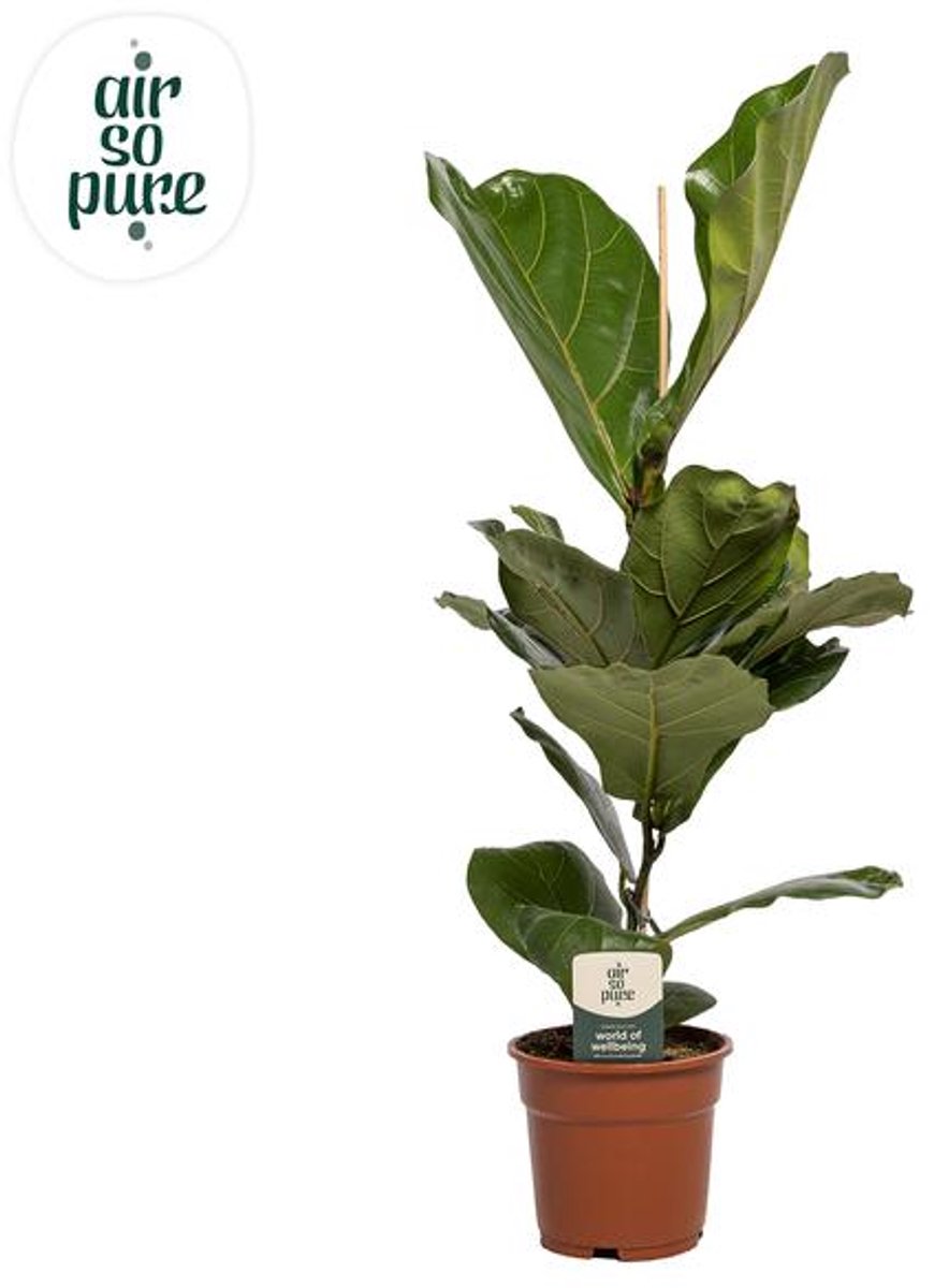 Ficus Lyrata - Ø17cm - 60cm