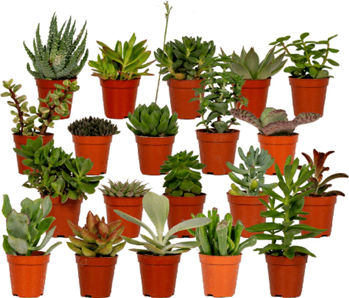 Succulenten Mix - 20 stuks - Ø5,5cm - 7 cm