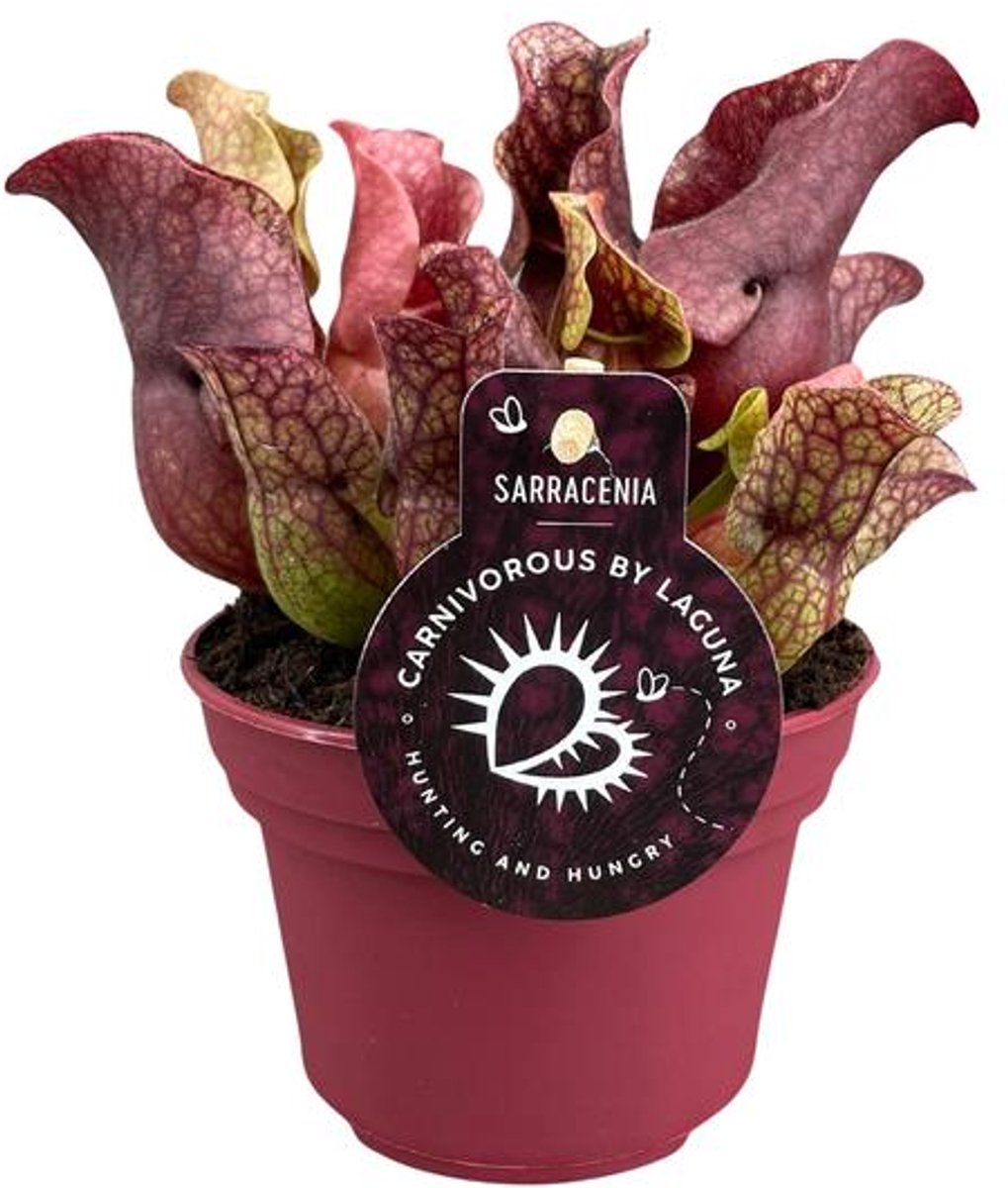 Sarracenia - Ø12cm - 20cm